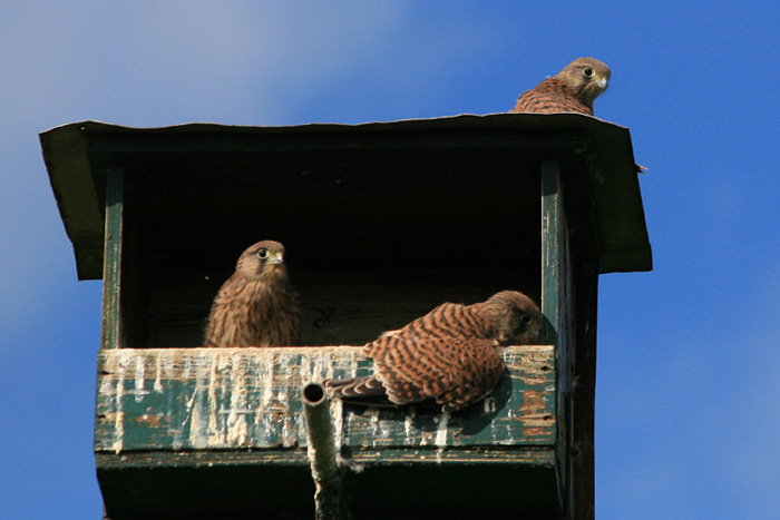 de jongen vliegen uit