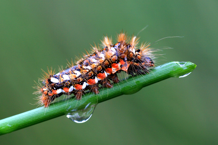 rups van de zuringuil