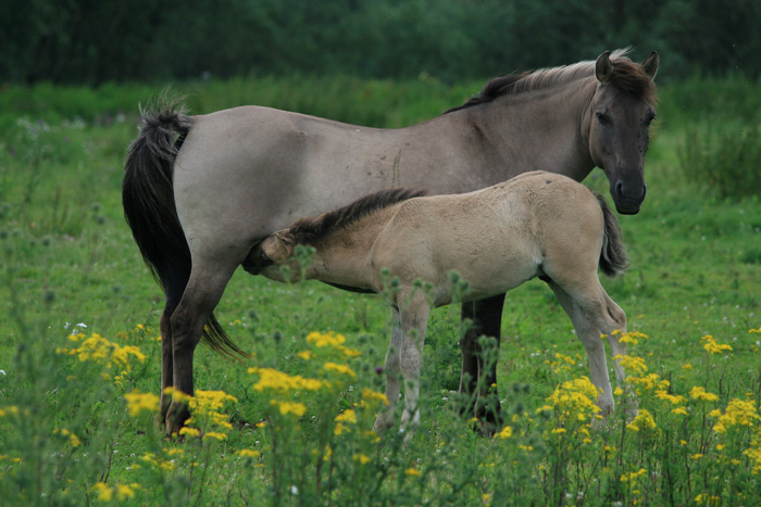 Konikspaarden 1