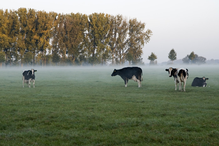 koeien in de mist