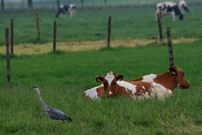 reiger tussen de koeien